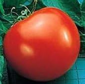 Tomato Goliath - Hybrid Great Garden Vegetable By Seed Kingdom (1,000 Seeds)