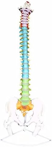 Advanced Didactic Vertebral Column Model - Medical Anatomical Spine Skeleton