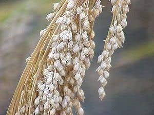 Dibbs Farms White Proso Millet Seed (1 Lb.)