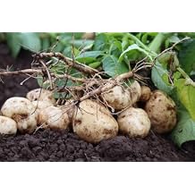 Jicama Seeds (Thai Variety), 50 Seed Pack, an Asian Variety of jicama These are Seeds to Plant and Grow in Your Home Garden. COOL BEANS n SPROUTS Brand.