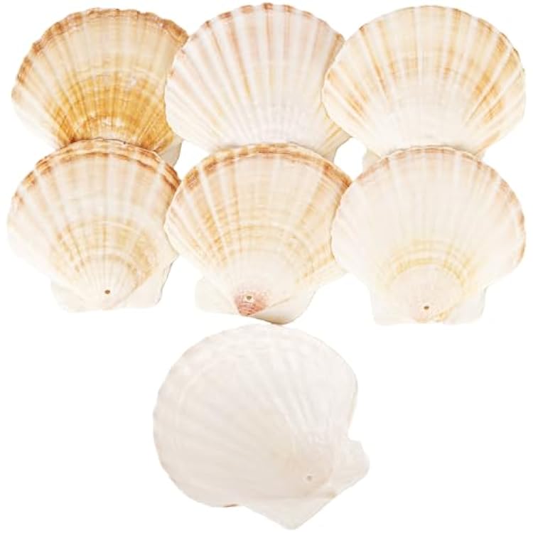 7PCS Natural Scallop Shells, 2.94 Patterned Sea Shells, Real Seashells from Beach for DIY Crafts, Ocean Themed Party, Painting, Wedding Decorations