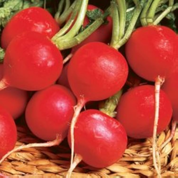 Radish Champion Great Heirloom Vegetable by Seed Kingdom 12,000 Seeds
