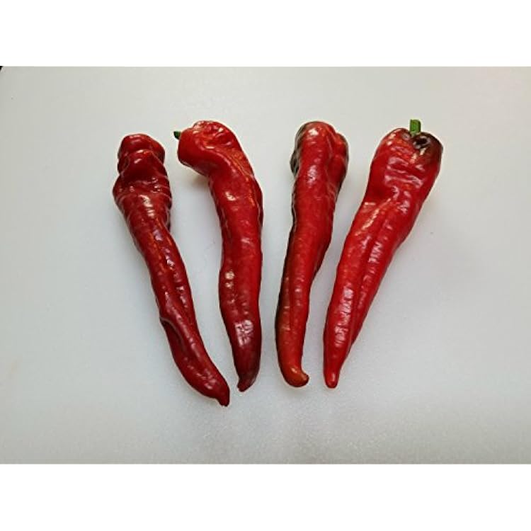 Choricero Pepper 10 Seeds