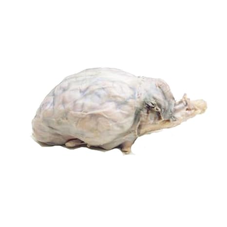 Anatomy Lab Preserved Sheep Brain Specimen for Dissection | Fully Extracted, brain disection, specimen formalyn, display brain specimen, Vacuum Pack of 1