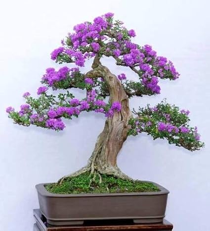 Jacaranda Mimosifolia Blu seme semi