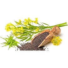 Seeds Vegetable Black Mustard - 500 Seeds