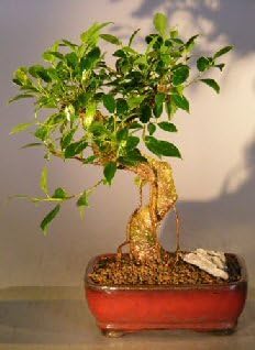 Bonsai Boy Ficus Retusa Bonsai Tree - Medium Curved Trunk Style