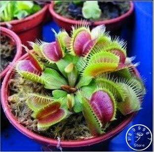 100 Pcs/Pack Potted Insectivorous Plant Seeds Dionaea Muscipula Giant Clip Venus Flytrap Seeds Carnivorous Plant,#5R3Uo9