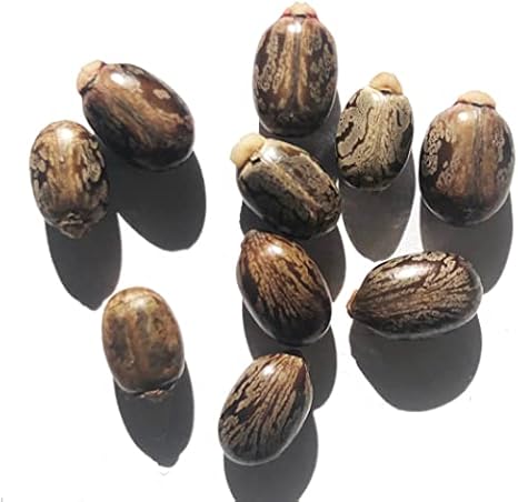 Smoke Camp Crafts Castor Plant Seeds, Ricinus communis, Grows Into Beautiful Mole Plants, African Wonder Tree, 10 Seeds for Planting, 6 Grams