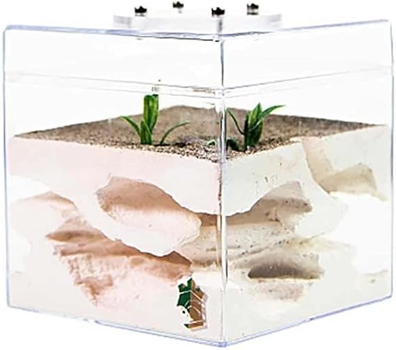 F1 Formicarium Ant Farm Nest