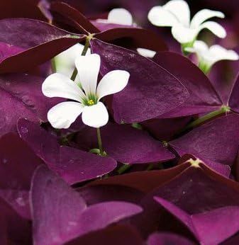 (3) Burgundy, Purple Triangularis Oxalis Shamrock Rhizome/Root/Bulbs