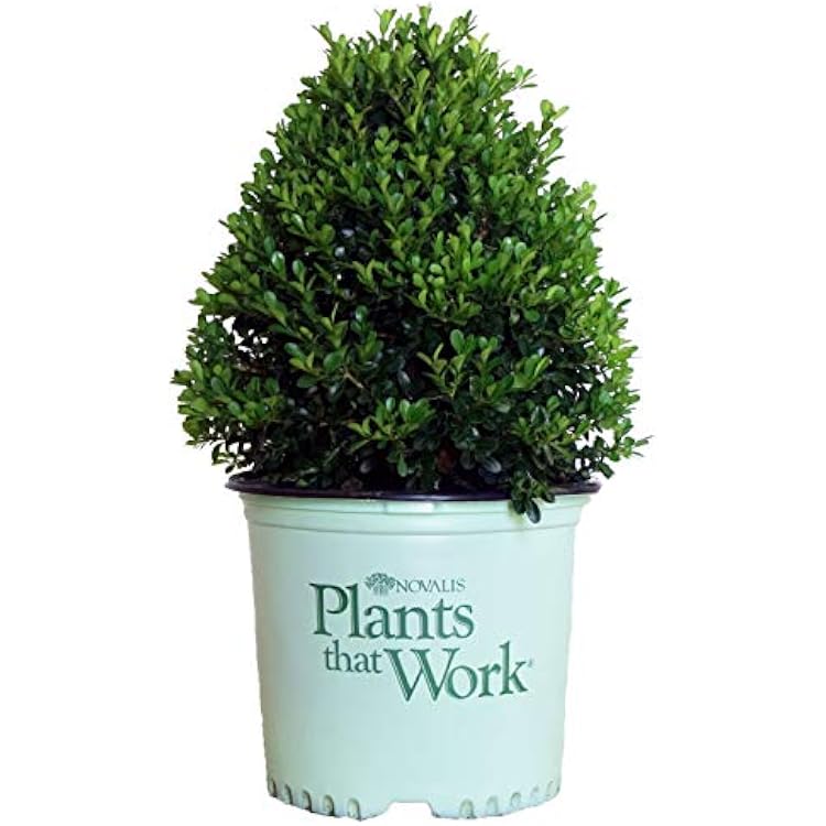 Plants That Work - Buxus Cranberry Creek Boxwood Evergreen, 3 - Size Container