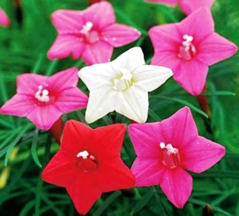Seeds Cypress Vine Mix Quamoclit Annual Flowers for Planting