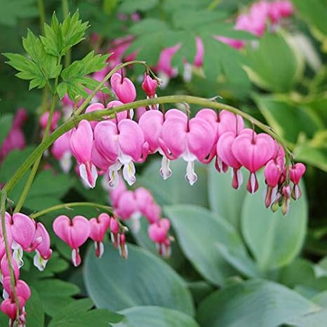 Pink Bleeding Hearts