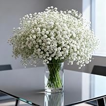 Perennial Baby's Breath Snowflake 1000+ Seeds Double Baby's Breath Perennial Gypsophila Paniculata