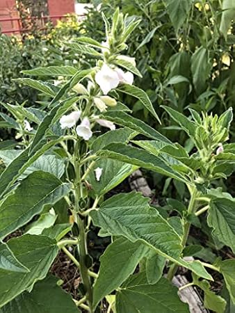 Organic Monticello Sesame Seeds (Sesamum indicum) 100 Seeds (0.3 Grams) - Grow Your own Sesame Seeds, Survival Food by Smoke Camp Crafts