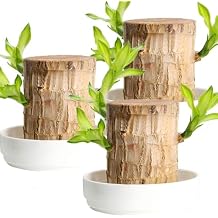 Brazilian Wood Plants, Lucky Bamboo and Trays, Small Desk Office Plants, Lucky Office Home Decoration, Brazilian Lucky Tree Plant Gift Set (3 Pieces)