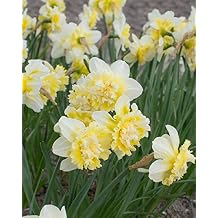 Ice King Double Daffodil Bulbs, Creamy Yellow Blooms, Fall Planting, 10-Pack