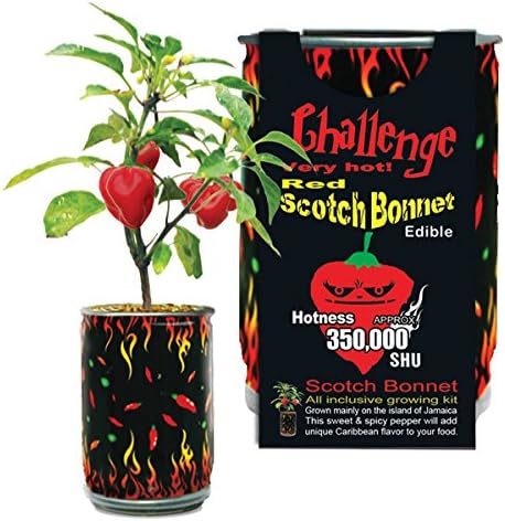 Red Scotch Bonnet Pepper Grow Kit by Magic Plant 1 Kit with Scotch Bonnet Pepper Seeds, 100K - 350K SHUs, Heirloom Non-GMO Chili Pepper Garden Kit, Easy Plant for Indoor Plant Growing & Plant Gift