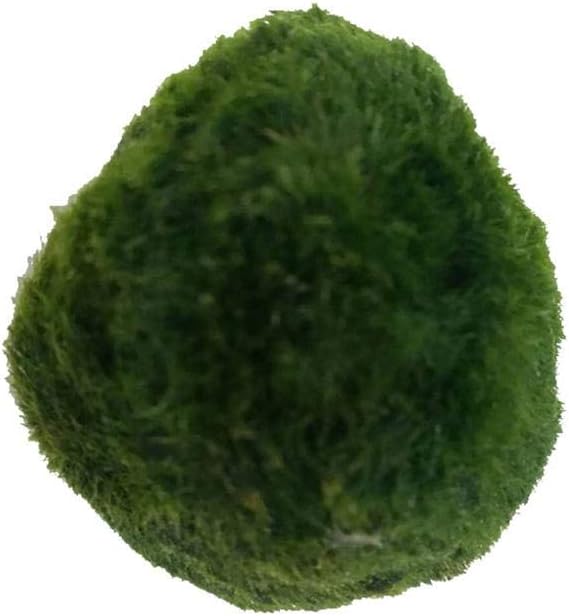 Java Moss Marimo Moss Ball, Moss Balls Moss Ball Moss Ball Aquarium Plants Moss Balls Decoration Shrimp Nano FOR Marimo Premium Quality Moss Balls Aquarium Ornament Decoration