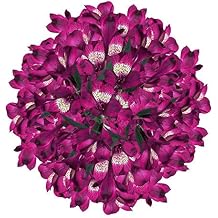 GlobalRose 30 Purple Alstroemeria Flowers Responsibly Sourced Peruvian Lilies Flowers Hand-Picked Flowers Fresh Bouquet for Graduation, Anniversary & Special Occasions (3 Bunches of 10 Stems)