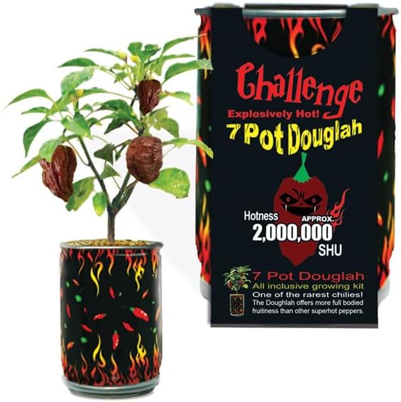 Very Hot Trinidad 7 Pot Douglah Chili (7 Pod/Chocolate 7 Pod) Grow Kit by Magic Plant - All Inclusive Kit | Grow Your Own Peppers | 1 M - 1.5 M SHUs | Great for Indoor/Outdoor | Gift (1 Kit)