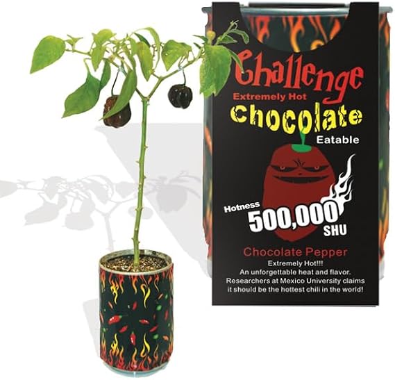 Very Hot Chocolate Habanero Pepper Growing Kit by Magic Plant - 1 Kit, All Inclusive Kit, Grow Your Own Peppers, 1 M to 1.5 M SHUs - Great for Indoor/Outdoor, Gift Idea
