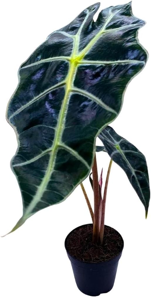 BubbleBlooms Alocasia African Mask, Kris Plant, Alocasia Polly Elephant Ear in 2 inch Pot Cute Pixie Plant