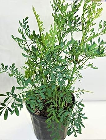 ruda/rue Full Plant with Root...