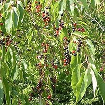 Wild Black Cherry Tree (Prunus serotina) - Packet of 4 Seeds