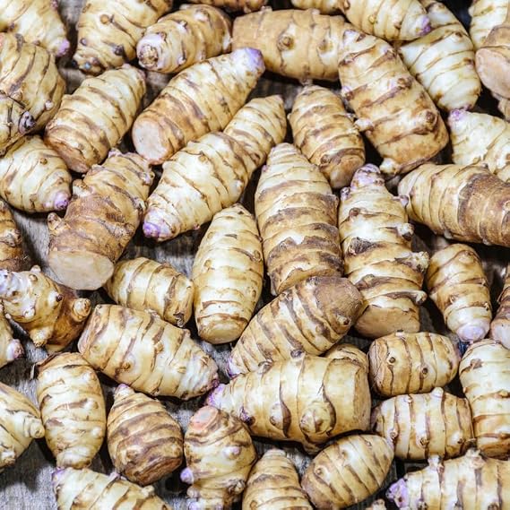 5Pcs Jerualem Artichoke Tubers for Planting Your Garden, Sunroots Sunchokes Tubers for Planting, Fresh Jerusalem Artichoke Roots