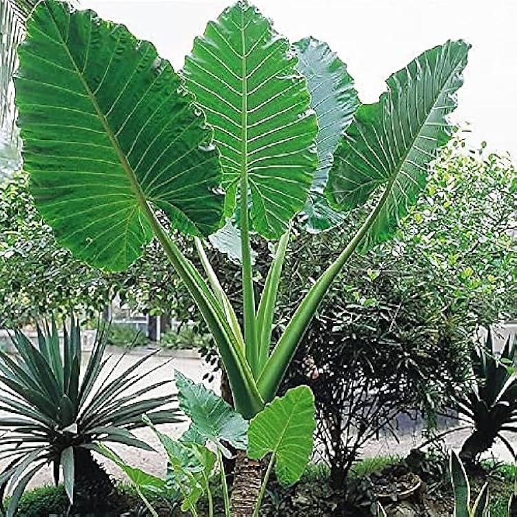 UtopiaSeeds Upright Elephant Ear Bulb - 1 Large Bulb - Alocasio Odora - Giant Elephant Ears
