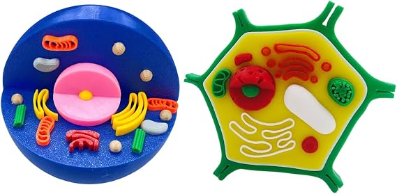 Anatomical Animal Plant Cell Model Animal Plant Cell Anatomy Model Biology Classroom Learning Aid School Science Education Tools