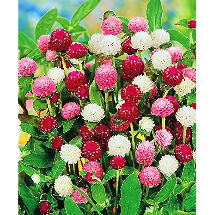 Seeds Globe Amaranth Pompon Ball Gomphrena Spherical Mix Annual Flowers Non GMO