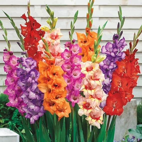 30 Large Mixed Colour Gladiolus Spring Summer Flower Garden Bulbs Gladioli Corms