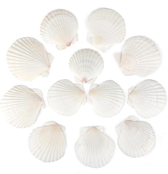 WeDoSoy 12PCS Natural Scallop Shells White Sea Shells for Decorating 2-3'' | from Sea Beach Real Seashells for DIY Craft Painting Ocean Themed Party Wedding