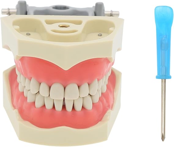 Columbia Dentoform Fit Dental Typodont Model Licensing Exam CDCA 32 Teeth M8030