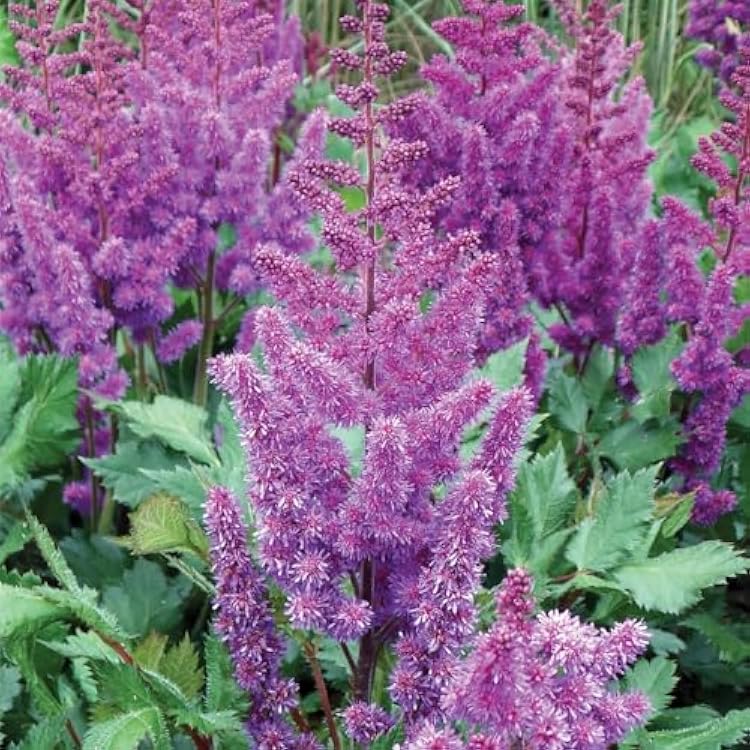 Astilbe Sonny Boy - Perennial & Fern Like Foliage, Purple Flowering Sonny Boy Astilbe Bare Root for Planting | Summer Flowers, Easy to Grow 4 Pack