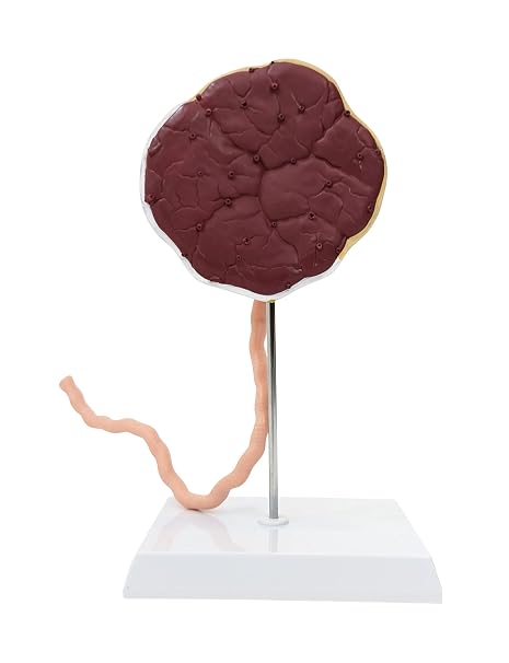 Placenta Model with Removable Umbilical Cord Anatomical | Model, Birthing anatomy model, Placenta Umbilical Cord Anatomical Model