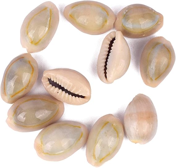 SATVIK 11 Pcs - Natural Cowrie/Kauri Shells for Pooja | Kodi Kaudi for Rituals, Decor & Spiritual Use | Natural & Handpicked