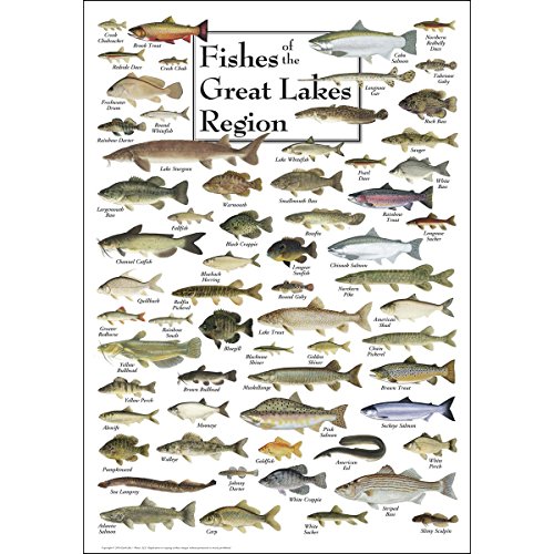 Earth Sky  Water - Fishes of the Great Lakes Region - Poster
