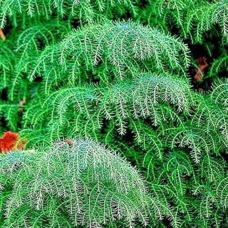 20 Seeds Cryptomeria Japonica | Japanese Red Cedar Tree Seeds Sugi Evergreen