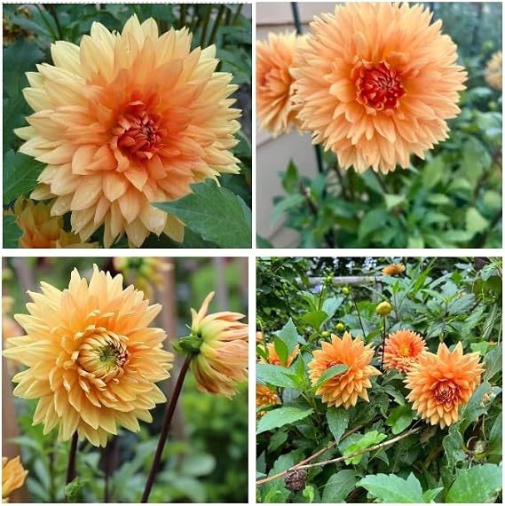 2 Large Dinnerplate Dahlia Bulbs for Planting, Dahlia Tubers Big Bloom Dahlias Flowers Bulbs - Orange Dahlias Flowers