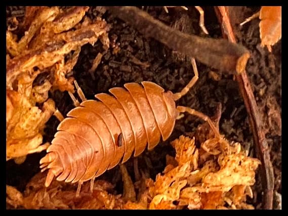 Orange Isopods (Qty-25+), for Amphibian/Reptile/Invertebrate Bioactive Habitats, By Critters Direct