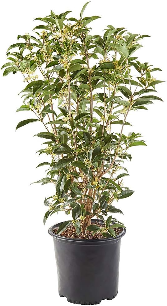 Osmanthus 7 Gal. Tea Olive Osmanthus Shrub