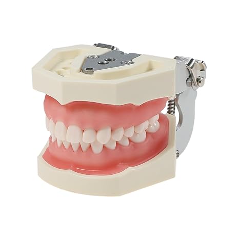 Typodont Teeth Model Kilgore NISSIN 200 Type Detachable Removable 28pcs Screw-in Teeth Model with Screwdriver Suitable Teaching Dental Students M8011-D (M8011D-1)