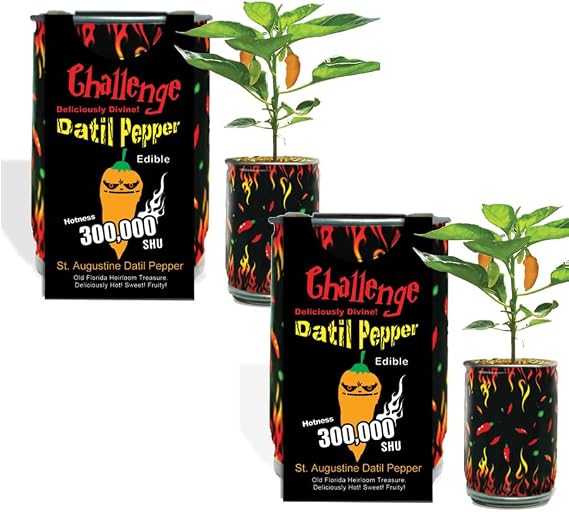 Datil Chili Pepper Grow Kit by Magic Plant -2 Kits - Grow Southern Spice at Home, 100K to 300K SHUs, DIY All-in-One Grow Kit, Heirloom Seeds, Great for Indoor or Outdoor Gardeners or Gift