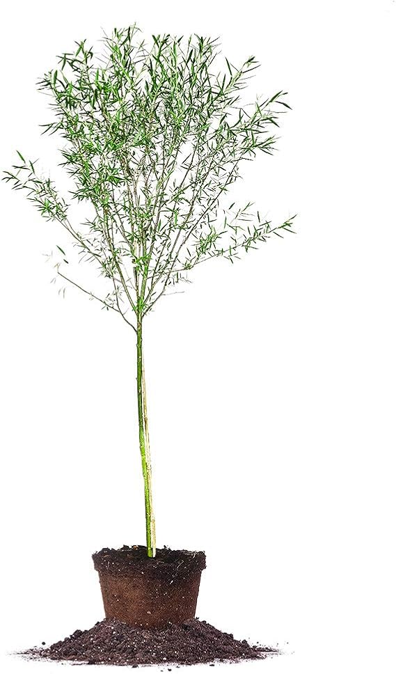 Weeping Willow 5-6'