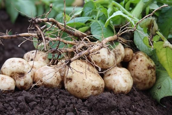 Jicama Seeds (Thai Variety), 75 Seed Pack, an Asian Variety of jicama These are Seeds to Plant and Grow in Your Home Garden. COOL BEANS n SPROUTS Brand