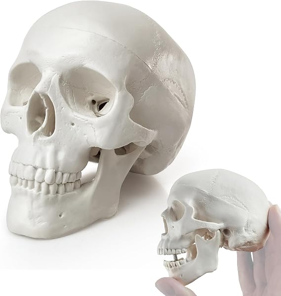 HADWYN 2026 New Mini Human Skull Model, 3 Part Anatomical Skull is 3.5" Tall, with Removable Skull Cap and Moving Jaw, Includes Full Set of Teeth, (1set) Fun Halloween Decorations